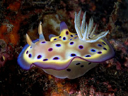 Chromodoris kuniei, Tulamben by Doug Anderson 